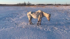 Manitoba RCMP Find Starving Horse, Charge Owners With Animal Neglect