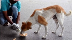SC to deliver verdict on issue of strays in Delhi-NCR tomorrow