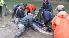 Stranded Sturgeon Prompts RCMP River Rescue In British Columbia