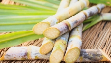 Punjab hikes state agreed price of sugarcane by Rs 11 per quintal