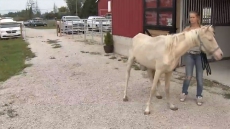 SPCA Seizes Dogs, Cats, Horses Deprived Of Food On Surrey Property