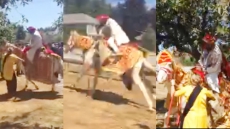 VIDEO: Surrey Groom Thrown Off Drugged Horse During Punjabi Wedding Procession