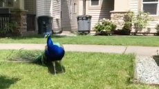WATCH: Feral Peacocks Ruffle Feathers In Surrey, B.C., Neighbourhood