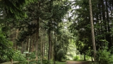 Surrey recognized as ‘Tree City of the World’ for fourth time