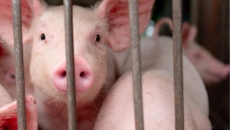 African swine fever detected in Punjab