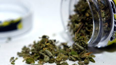 No animal testing for synthetic cannabis: New Zealand PM