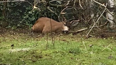 Entangled Deer Gets Helping Hand From B.C. Mountie