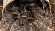 Border officers at Edmonton airport find tarantulas in plastic container, toy plane
