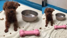 Stolen Teacup Poodle, Mickey, Prompts Search By Vancouver Police, BC SPCA