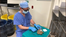 Halifax Surgeon Sews Up Favoured Teddy Bear After Boy's Operation