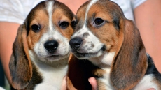 Scientists Knew They Had 1st Test-tube Puppies In The World When The Mutts Wiggled And Cried