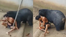 Watch: Man Teases Bear With Food, Gets Dragged Into Enclosure And Mauled