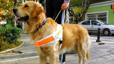Therapy Dog Helps Young Witness Testify In Prince George, B.C., Trial