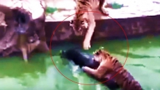 VIDEO: Chinese Zoo Officials Feed Live Donkey To Four Tigers; Visitors Shocked To See Its Death