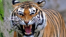 62-Year-Old Woman Dragged Into Forest, Killed By Tiger In Rajasthan