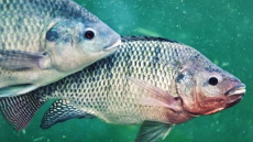 Male tilapia fish use urine to lure mates!