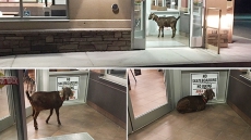 Tim Hortons Goat Likely The Butt Of A Joke; Rodeo Official Says It's Not Funny