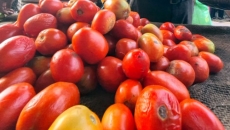 Tomatoes worth Rs 3 lakh stolen from farm in Karnataka's Hassan