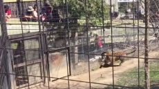 Watch: Toronto Zoo Investigating Video That Shows Woman Hopping First Of Two Fences At Tiger Exhibit