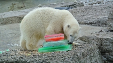 Toronto Zoo's polar bear cup moving to Winnipeg zoo to be with other bears