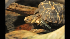Coming Out Of Its Shell: 11-Kg Tortoise Found Roaming The Streets Of Edmonton
