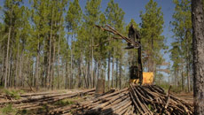 Soon, trees to deliver high-power storage devices