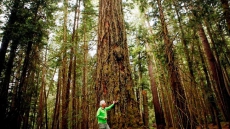 B.C. Logging Firm Ordered To Replant After Audit Of Creston-area Operations