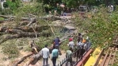 Student killed, 14 injured as tree falls on them in Chandigarh school