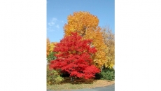 Best time to plant a tree? Probably now