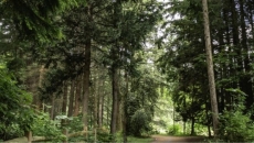 Canada nowhere near target of planting 2B trees by 2030