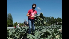 Tories ask watchdog to probe WE Charity deals