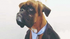 Dog Wins Best Dressed Competition For His 'Striking Resemblance' To Trump