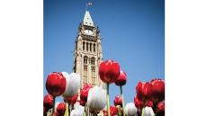 Say “Happy Birthday Canada” with tulips