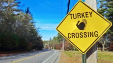 Signs Have Turkeys Crossing Road Instead Of Landing On Windshields In B.C. Town Of Castlegar