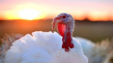 Bacteria is the likely cause of illness at turkey dinner: medical officer