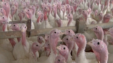 8 Ontario Farms Quarantined In Scramble To Contain Bird Flu Found On Turkey Farm