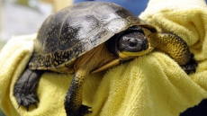 Turtles vs. turbines: Ontario's top court deciding on nine-turbine project