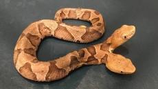 Watch: Rare Two-Headed Snake Discovered In Virginia