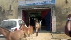 Donkeys Jailed For 4 Days In Uttar Pradesh. Granted bail!