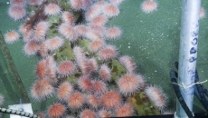 Climate change pushes B.C. urchins to shallows