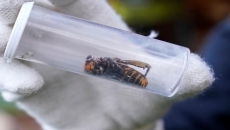 Another giant, invasive hornet found in B.C.