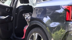 U.S. eases border rules for dogs from Canada as Liberals try to secure exemption