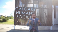 Used-Cat Salesman Helps Calgary Humane Society Adopt Out Felines