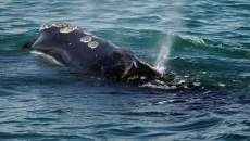 Steep drop in right whale population raises fears