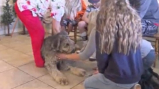 Utah Family's Dog Plummets 300 Feet During Hike, Survives