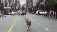Urban Deer Problems To Be Addressed By New Committee, Provincial Cash