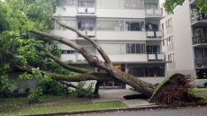 City Mystified As Large Tree Suddenly Topples In Vancouver's West End