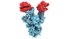 First molecular image of COVID-19 variant released