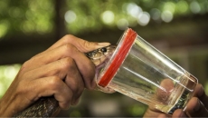 Smuggled snake venom worth Rs 5 crore seized in North Bengal, 3 arrested