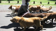 Waterloo, Ont., To Turn Dog Poop Into Energy, Fertilizer Through Pilot Program